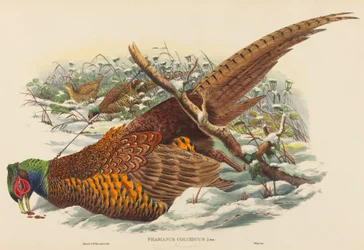 Ring-necked Pheasant (Phasianus colchicus)