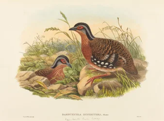 Rufous-breasted Bamboo Partridge