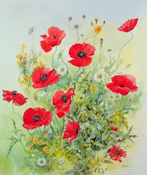 Poppies and Mayweed