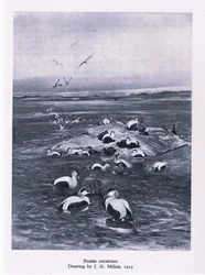 Eiders courting, Nature in Britain published by Collins