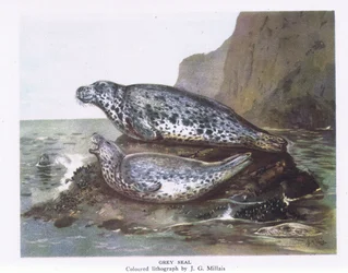 Grey Seals, Nature in Britain