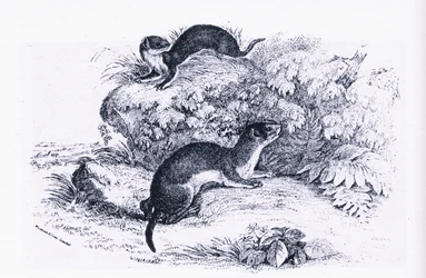Studies of Badgers, Nature in Britain Published by Collins