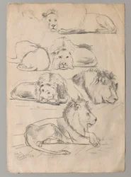 Studies of Lions