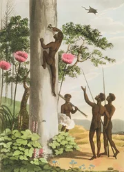 Climbing Trees, aborigines in New South Wales engraved by Matthew Dubourg