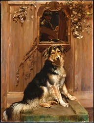 A Dog and a Mirror