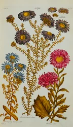 Aster