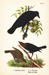 American Crow and Brown-headed Cowbird