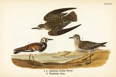 American golden plover, Pluvialis dominica, and ruddy turnstone, Arenaria interpres turnstone