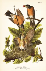 American Robin