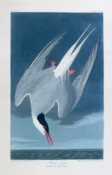 Arctic tern, birds of America
