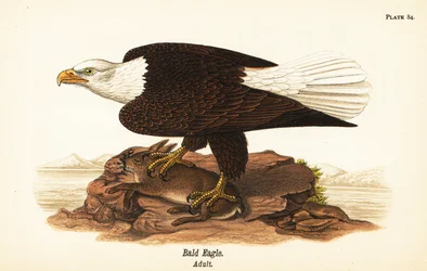 Bald eagle, Haliaeetus leucocephalus, adult with rabbit prey