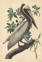 Brown Pelican
