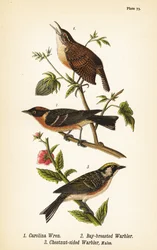 Carolina Wren, Bay-breasted Warbler, Chestnut-sided Warbler