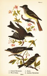Great crested flycatcher, Myiarchus crinitus, eastern phoebe, Sayornis phoebe, eastern wood-pewee, Contopus virens, and acadian flycatcher, Empidonax virescens
