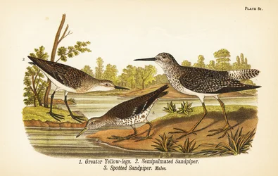 Greater yellow-legs, Tringa melanoleuca, semipalmated sandpiper, Calidris pusilla, and spotted sandpiper, Actitis macularius