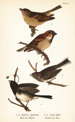 House Sparrow and Dark-eyed Junco