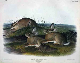 Lepus Artemesia (Worm Wood Hare), plate 88 from 