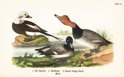 Long-tailed Duck, Redhead, and Lesser Scaup