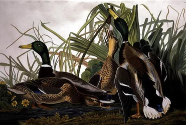 Mallard Duck, from 