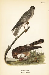 Northern Harrier