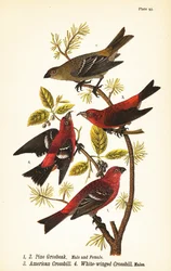 Pine grosbeak, Pinicola enucleator, male, female, American crossbill or red crossbill, Loxia curvirostra, white-winged crossbill, Loxia leucoptera, males