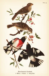 Rose-breasted Grosbeak