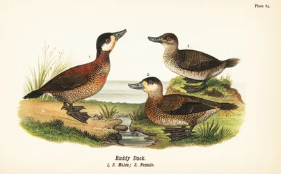 Ruddy Duck, Males and Female