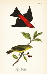 Scarlet Tanager, Male and Female