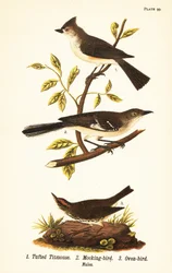 Tufted titmouse, northern mockingbird and ovenbird