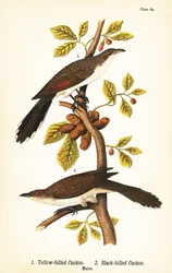 Yellow-billed cuckoo, Coccyzus americanus, and black-billed cuckoo, Coccyzus erythropthalmus, males