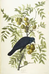 American Crow