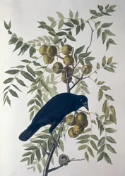 American Crow, from Birds of America