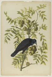 American Crow
