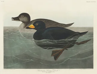 American Scoter Duck from Birds of America (1827)