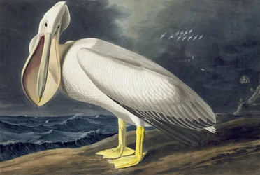 American White Pelican, Pelecanus Erythrorhynchos, from 
