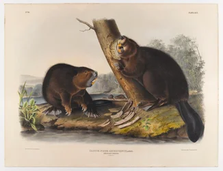 American beaver, 1844