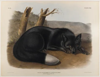 American black or silver fox