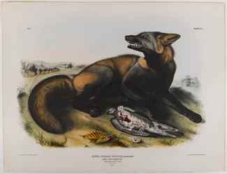 American Cross Fox