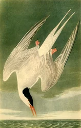 Arctic Tern, 1835