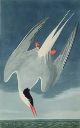 Arctic Tern, from 