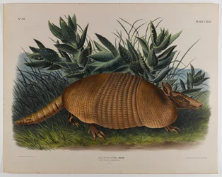 Armadillo