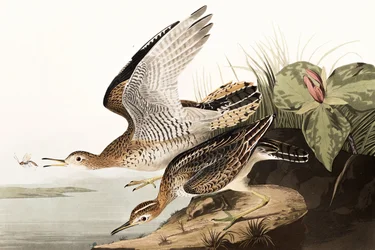 Bartram Sandpiper, Bartramia Longicauda, from 