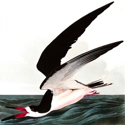 Black Skimmer or Shearwater, Rhincops nigra, from "The Birds of America" by John J. Audubon, published 1827-38