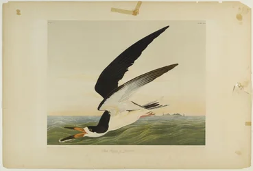 Black Skimmer or Shearwater
