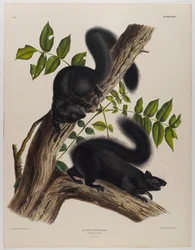 Black squirrel