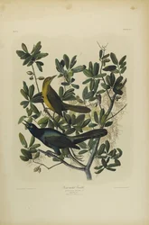 Boat-tailed Grackle