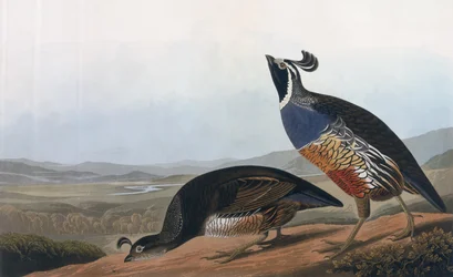 Californian Partridge, from 