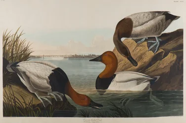 Canvas Backed Duck, 1836
