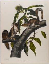 Carolina Grey Squirrel