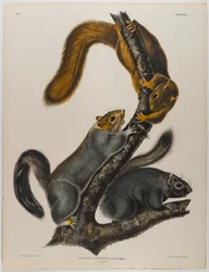 Cat Squirrel